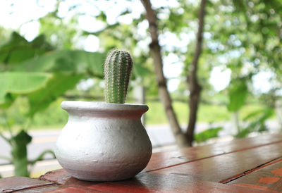 Close-up of potted plant on table