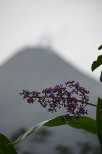 Close-up of flowers