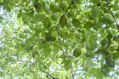 Low angle view of tree leaves