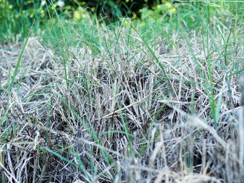 Full frame shot of grass growing on field