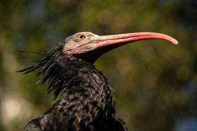 Northern bald ibis - aka waldrapp ibis