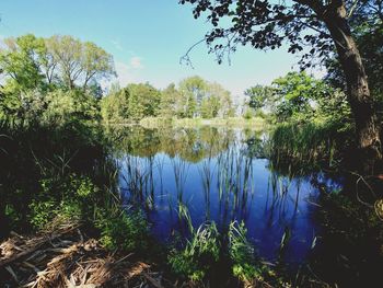 Scenic view of lake against trees in forest