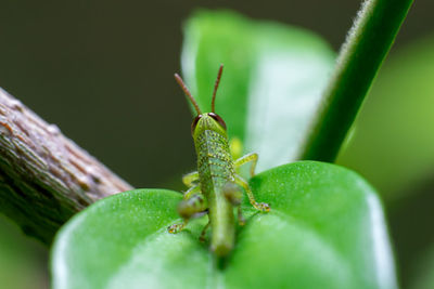 Close-up of insect on leaf