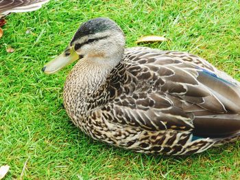 Close-up of mallard duck