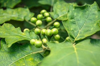 Close-up of fruit growing on plant