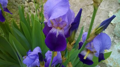 Close-up of purple flowers blooming