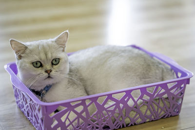 Close-up portrait of cat relaxing at home