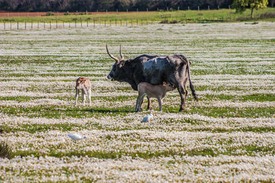 Horse on field