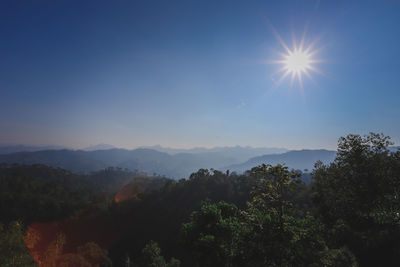 Low angle view of trees against bright sun