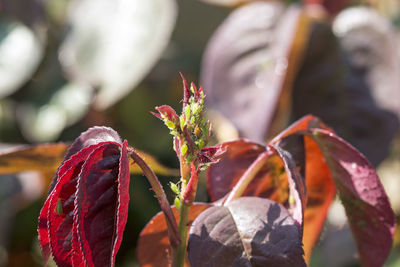 Close-up of red leaves