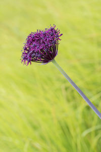 Close-up of purple flower blooming outdoors