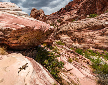 High angle view of lizard on rock formations