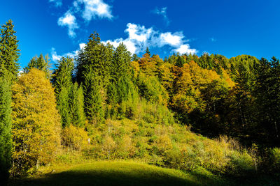 Trees growing in mountain forest against blue sky