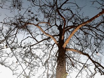 Low angle view of bare tree against sky