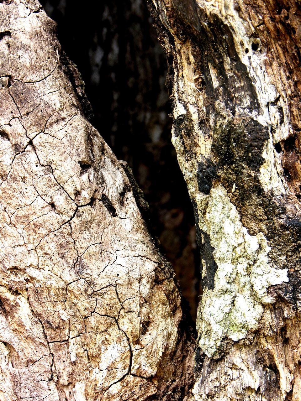 tree, trunk, branch, nature, textured, tree trunk, plant, leaf, close-up, no people, day, rough, wood, full frame, soil, backgrounds, outdoors, sunlight, pattern, plant bark, bark, autumn, growth, wildlife, cracked