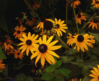 High angle view of yellow coneflowers blooming outdoors