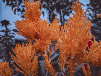 Close-up of orange leaves on sea