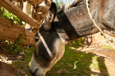 Close-up of a horse