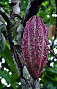 Close-up of pink flower tree