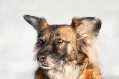 Close-up of a dog looking away