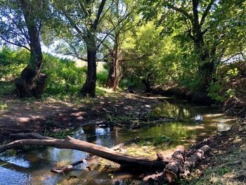 Trees growing by river in forest