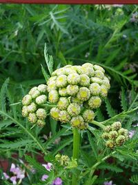 Close-up of plant growing outdoors