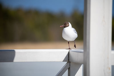 Close-up of seagull perching on railing against wall