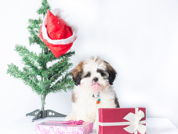 Dog in front of christmas decoration