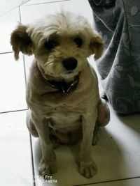 Portrait of cute puppy at home