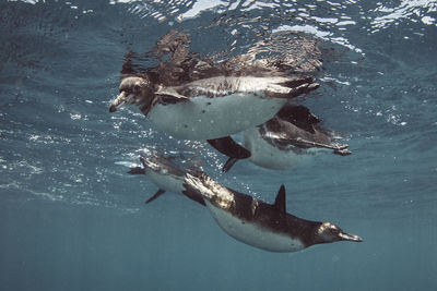 View of turtle swimming in sea