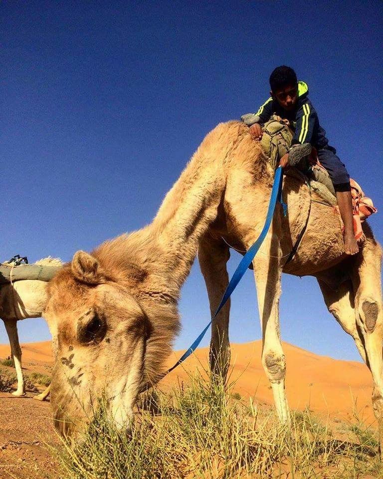 mammal, domestic animals, domestic, pets, livestock, sky, land, vertebrate, working animal, clear sky, one animal, nature, field, day, animal wildlife, desert, herbivorous, people, outdoors, climate