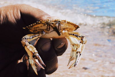 Close-up of hand holding crab on beach