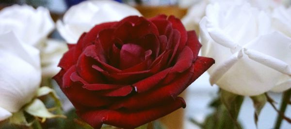 Close-up of red rose