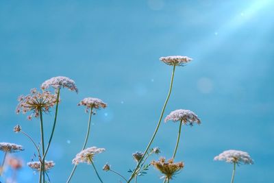 Close-up of flowers blooming against sky