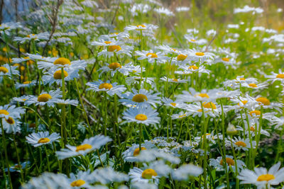 Close-up of yellow flowers blooming on field