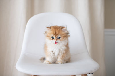 kitten sitting,