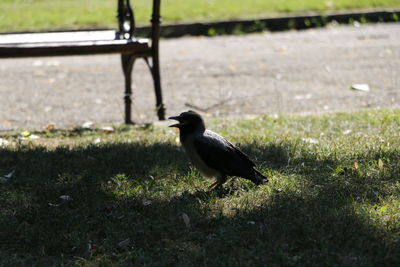 Bird perching on grass