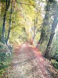 Road amidst trees in forest during autumn