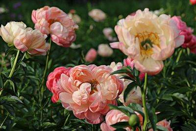 Peony season at a local flower farm 