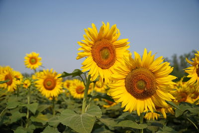 Close-up of sunflower on field