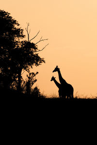 Silhouette of horse on field against sky during sunset