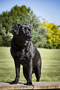 Close-up of black dog on field