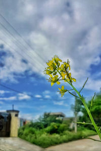 Close-up of yellow flowers against sky