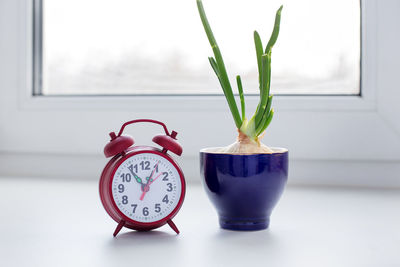 Close-up of houseplant with alarm clock on table