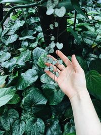 Close-up of cropped hand holding plant
