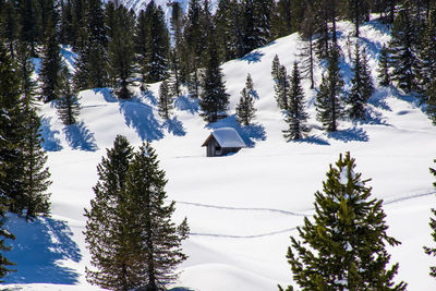 Pine trees on snow covered mountain