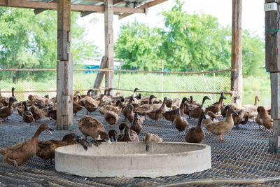 Flock of birds in the park