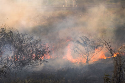 Sunlight emitting through trees in forest