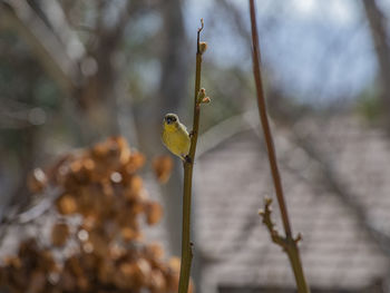 Yellow goldfinch perched on a branch