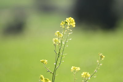 Close-up of yellow flowering plant on field